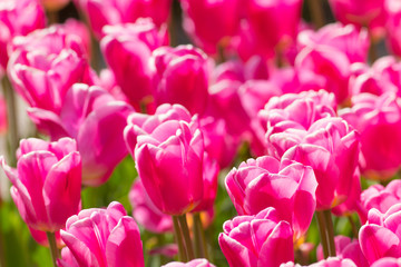 Beautiful colorful tulips, close-up.