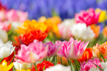 Beautiful colorful tulips, close-up.