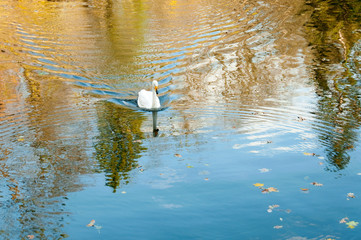 White swan on a dark pond