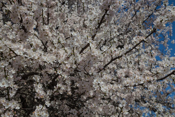 White spring cherry flowers
