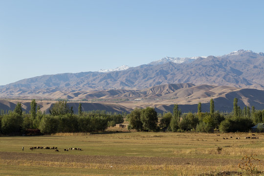 Grazing sheep and beautiful landscape in Kyrgyzstan