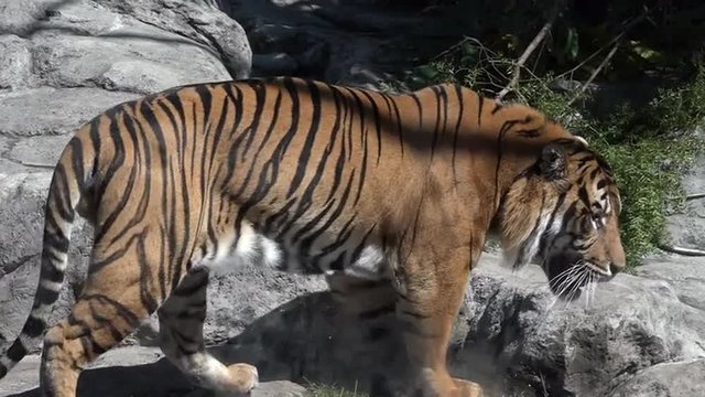 Sumatran Tiger (Panthera tigris sumatrae) walks.  Sumatran tigers are diagnostically distinct from mainland populations.