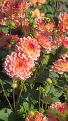 Dahlien, Dahlias