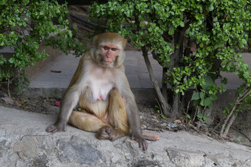 Monkey at Swayambunath temple in Kathmandu, Nepal.