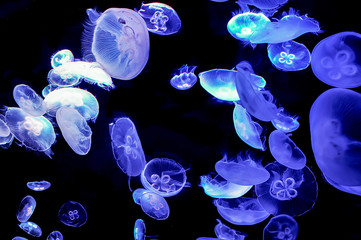 Naklejka premium Beautiful Moon Jellyfish (Aurelia aurita) Suspended in Water and