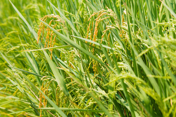 Paddy rice field in clear light day