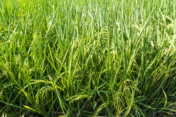 Green rice field