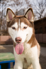 Husky Dog sits on a site for dog training