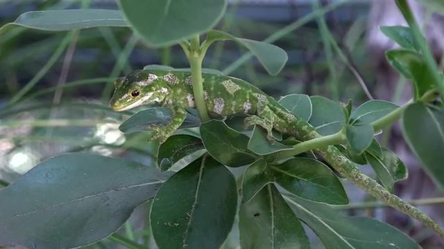 Auckland green gecko. In 2012 the Department of Conservation classified the Auckland green gecko as At Risk under the New Zealand Threat Classification System.