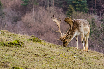Deer in a pasture