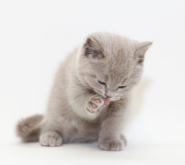 Fototapeta na wymiar gray cute little kitten British