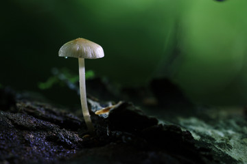 poisonous mushrooms in the forest