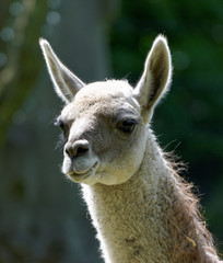 Face close llamas