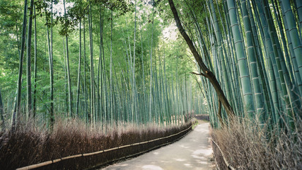 嵐山の竹林風景