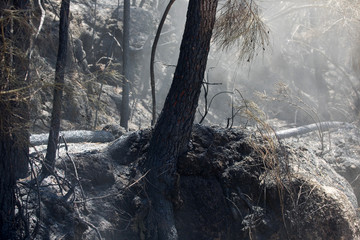 forest fire