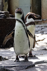 Naklejka premium Two little penguins