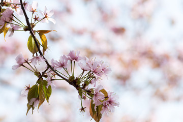 満開のサクラの花