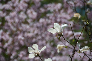 キタコブシの花と満開のサクラ