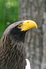 Detail of eagle