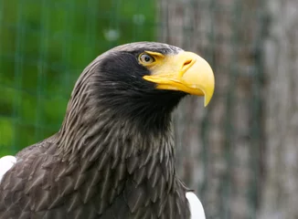 Foto op Plexiglas Detail of eagle © stonefy