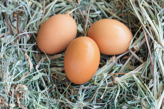 eggs in nest