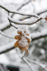 twig with ice and snow-covered oak leaves in the background