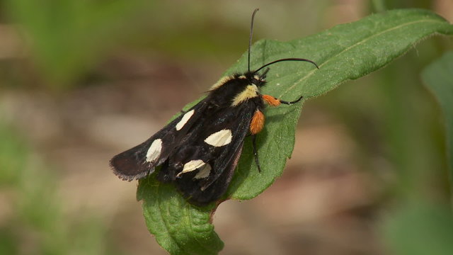 Eight-spotted Forester (Alypia octomaculata) Moth