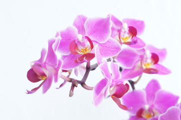 Detail of purple flowers