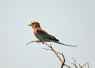 Gabelschwanzracke Vogel