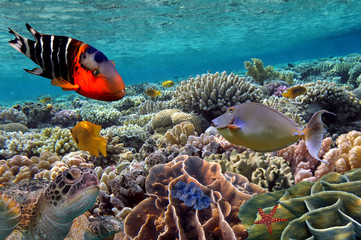 Fototapeta premium Coral Reef and Tropical Fish iin the Red Sea, Egypt
