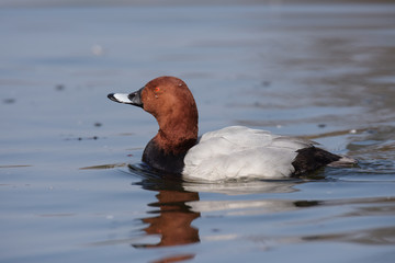 Common Pochard, Pochard, Aythya ferina