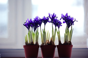 purple spring flowers irises