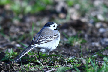 little bird Wagtail