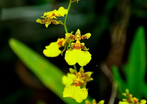 orkid flower close up for background
