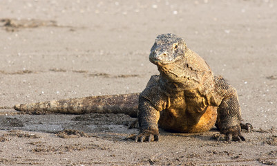 Obraz premium Komodo dragon, famous reptile lizard species. The habitat on Komodo and Rincha Island.