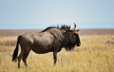 Gnu