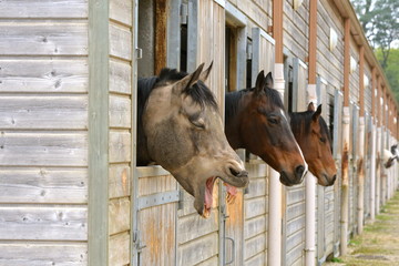 Cheval bizarre, vieux cheval qui rit