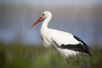 White Stork - ciconia ciconia