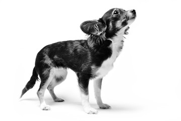 photo of toy terrier dog standing and looking up isolated on white background. black and white photo of animal
