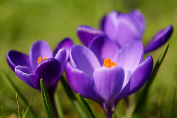 Crocus
