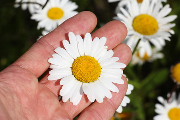chamomile flower in the human palm