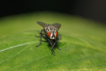 One fly on green leaf for pattern