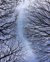 Directiob, bare tree branches forming a path