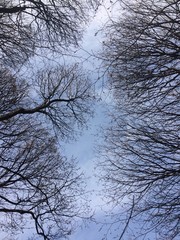 bare tree branches