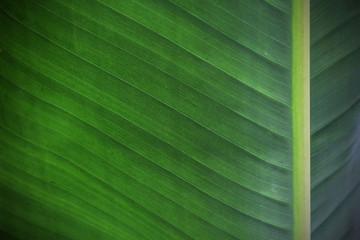 Banana leaves