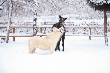 Black horse and white pony playing in the snow