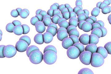 Bacteria pneumococci, Streptococcus pneumoniae, gram-positive spherical bacteria, diplococci which cause pneumonia isolated on white background