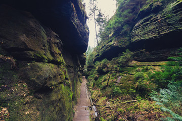 hiking path through rocky canyon in forest landscape
