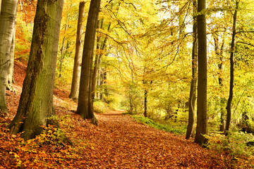 Autumn forest with idyllic lane and copy space. Single lane road in an autumn forest. 
