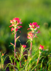 Obraz premium Indian Paintbrush Flowers Bathed in Early Morning Light